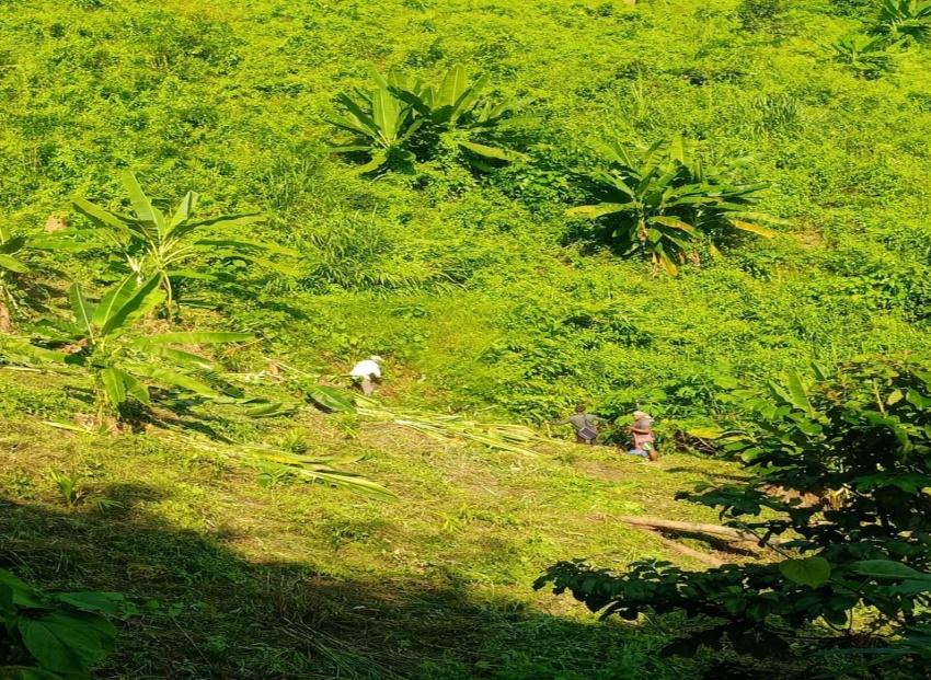 C:\Users\Lavinia Pde\Desktop\Mawker\agro forestry\during.jpeg